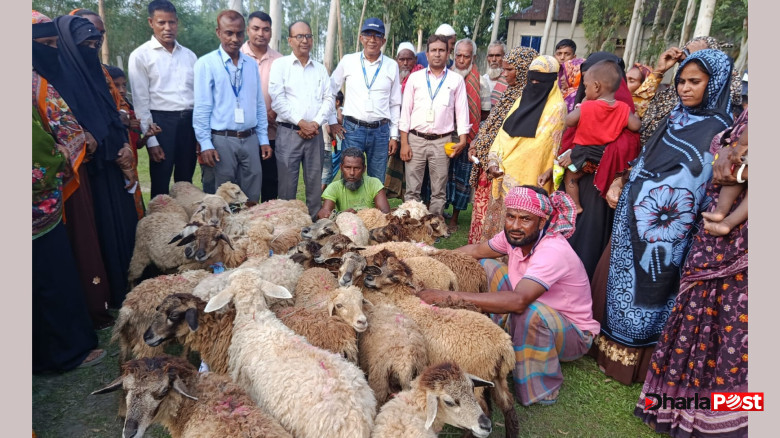 কুড়িগ্রামের চরাঞ্চলে সুবিধাবঞ্চিত পরিবারে ৪২০ ভেড়া বিতরণ