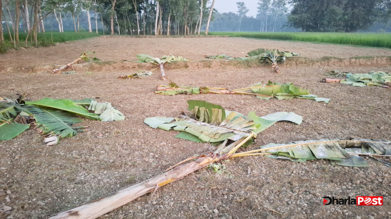 জমি দখলের অভিযোগে ৬০০ কলাগাছ কাটার অভিযোগ
