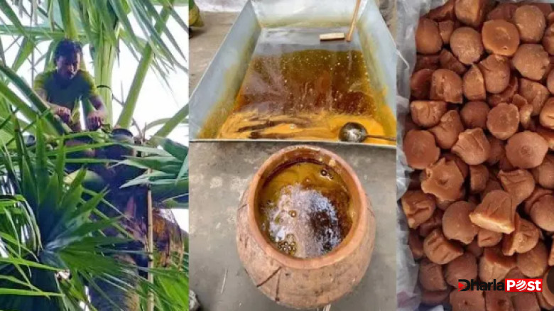 বৈজ্ঞানিক পদ্ধতিতে তালগাছ থেকে রস সংগ্রহ ও উন্নতমানের গুড় তৈরির আধুনিক কৌশল