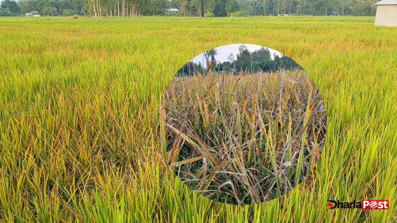 কুড়িগ্রামে আমন ধানে ছাতরা পোকার আক্রমণ, ফলন নিয়ে চরম শঙ্কায় কৃষক
