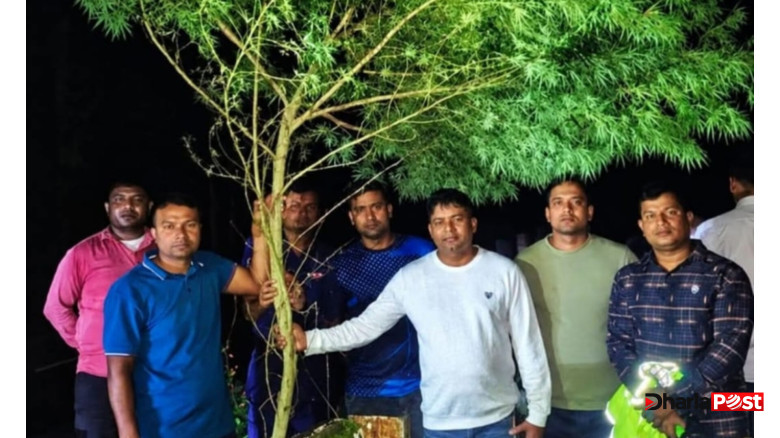 কুড়িগ্রামের রাজারহাটে ১৪ ফুট উচ্চতার গাঁজা গাছ উদ্ধার