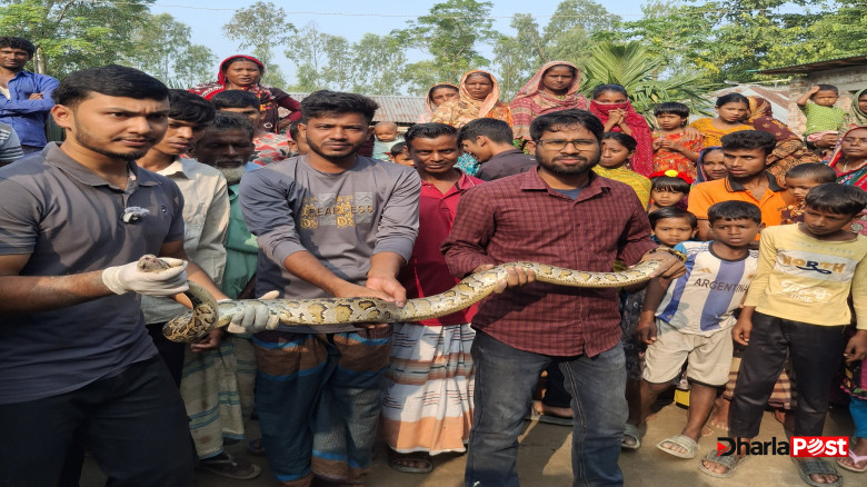 ফুলবাড়ীতে চায়না জালে ধরা অজগর, ঠাঁই হলো রংপুর বন বিভাগে