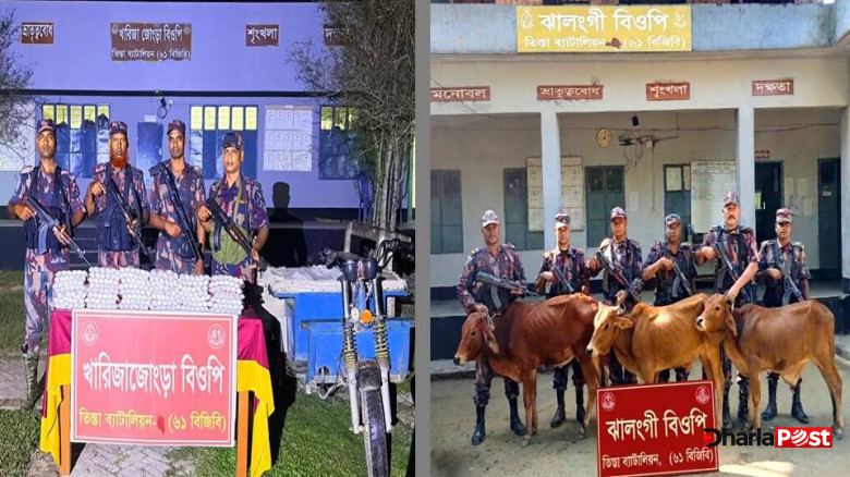 লালমনিরহাটের পাটগ্রাম সীমান্তে ৬১ বিজিবি’র  ভারতীয় কসমেটিকস ও গরু আটক